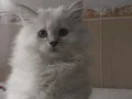 2 aylık yavru dişi 