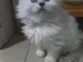 2 aylık yavru dişi 