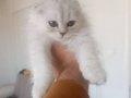 Scottish fold longhair