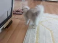 Scottish fold longhair