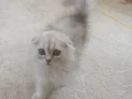 Scottish fold longhair