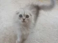 Scottish fold longhair