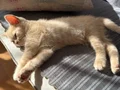 British Shorthair Yavrularımız Sarı ve Gri Renk Seçenekli, Anneden Doğan İki Kardeş