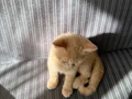 British Shorthair Yavrularımız Sarı ve Gri Renk Seçenekli, Anneden Doğan İki Kardeş