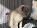 British Shorthair Yavrularımız Sarı ve Gri Renk Seçenekli, Anneden Doğan İki Kardeş