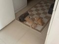 British Shorthair Yavrularımız Sarı ve Gri Renk Seçenekli, Anneden Doğan İki Kardeş