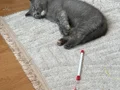 British Shorthair Yavrularımız Sarı ve Gri Renk Seçenekli, Anneden Doğan İki Kardeş