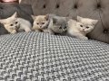 Miniklerimize ömürlük yuva arıyoruz.