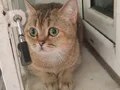 My name is cat...Adı Kedi... 1 yaşında dişi , British Gold
