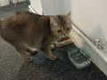 My name is cat...Adı Kedi... 1 yaşında dişi , British Gold