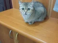 My name is cat...Adı Kedi... 1 yaşında dişi , British Gold