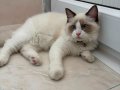 Tüm Bakımları yapılmış 4 aylık Ragdol Erkek