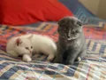 70 günlük iki tane dişi kedilerimiz