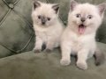 Mükemmel erkek british shorthair blue point son bir erkek