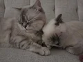 Mükemmel erkek british shorthair blue point son bir erkek