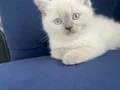 Mükemmel erkek british shorthair blue point son bir erkek
