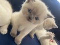 Mükemmel erkek british shorthair blue point son bir erkek
