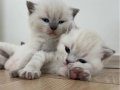 Mükemmel erkek british shorthair blue point son bir erkek