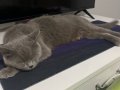 Misket