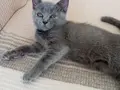 2 aylık tuvalet eğitimi tam uysal evcil kedi