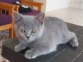 2 aylık tuvalet eğitimi tam uysal evcil kedi