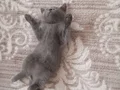 2 aylık tuvalet eğitimi tam uysal evcil kedi