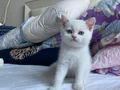 prens ve prensesimize yuva arıyoruz 