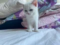 prens ve prensesimize yuva arıyoruz 