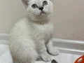 British shorthair Yavru