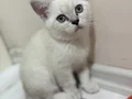 British shorthair Yavru
