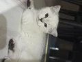 British shorthair Yavru
