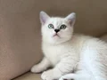 British shorthair Yavru