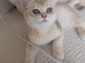 British golden bebegim