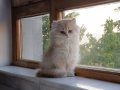 5 aylık British Longhair kizim