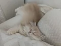 5 aylık British Longhair kizim