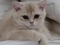 5 aylık british shorthair kızım 