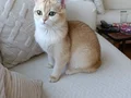 5 aylık british shorthair kizim