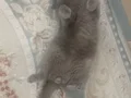 Ozy e aile ariyoruz
