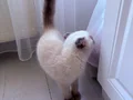 SCOTTISH FOLD BLUE POİNT 3 aylık