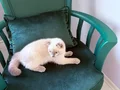 SCOTTISH FOLD BLUE POİNT 3 aylık