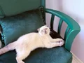 SCOTTISH FOLD BLUE POİNT 3 aylık