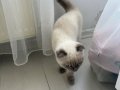 SCOTTISH FOLD BLUE POİNT 3 aylık