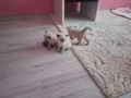 Bir aylık daha yavrularimiz iki erkek bir disi olarak 