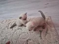 Bir aylık daha yavrularimiz iki erkek bir disi olarak 