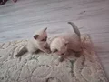 Bir aylık daha yavrularimiz iki erkek bir disi olarak 