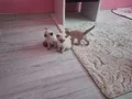 Bir aylık daha yavrularimiz iki erkek bir disi olarak 