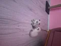 Bir aylık daha yavrularimiz iki erkek bir disi olarak 