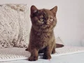 CINNAMON FEMALE