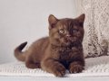 CINNAMON FEMALE