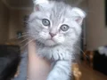 Tatlı ve Oyuncu Kedi Sahibini Arıyor